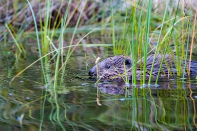 Un pequeño cachorro de castor con un palo en la boca se esconde en la hierba que sobresale del agua. Avistado durante un safari de castores con Nordic Discovery en Suecia.