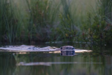 Primo piano di un castoro adulto che nuota in acqua calma verso i partecipanti durante un safari del castoro in Svezia di Nordic Discovery.