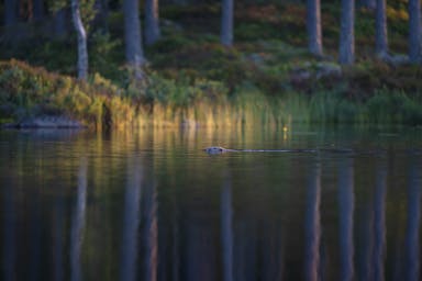 Biber schwimmt in der goldenen Stunde während einer Biber-Safari in Schweden mit Nordic Discovery. Der Biber ist aus der Ferne in einer Landschaft mit spiegelglattem Wasser zu sehen.