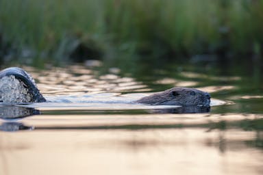 Beaver zwemt dicht bij de deelnemers en slaat zijn staart net in het water. Gezien tijdens een beversafari in Zweden door Nordic Discovery.