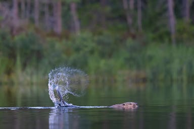 Castoro che colpisce la coda sulla superficie dell'acqua inviando goccioline nell'aria, fotografato durante il safari del castoro in Svezia di Nordic Discovery.