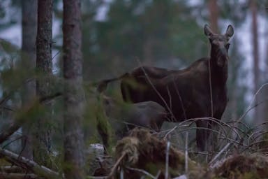 Alce y ternero mirándote durante un safari de alces en Suecia con Nordic Discovery.