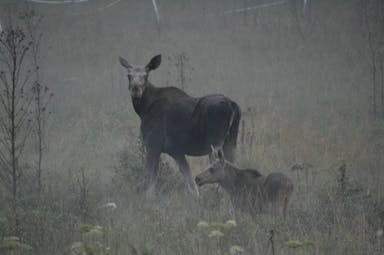 Un élan et son petit au crépuscule dans un champ repérés lors d'un safari élan en Suède.