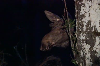 Primo piano di un alce che sbircia con la testa da dietro un albero al buio.