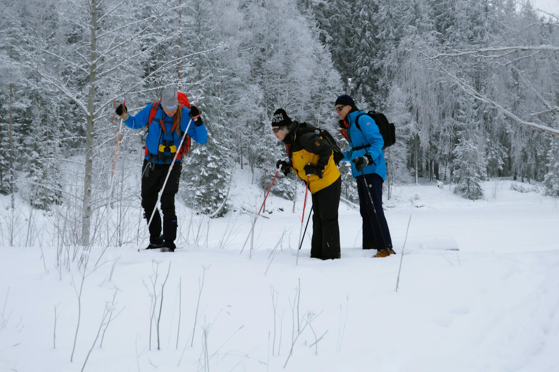 Participants are examining wolf tracks during a guided wolf tracking tour in the Malingsbo-Kloten Nature Reserve in Sweden.