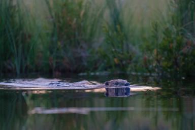 Close-up van een volwassen bever die in rustig water naar de deelnemers zwemt tijdens een beversafari in Zweden door Nordic Discovery.