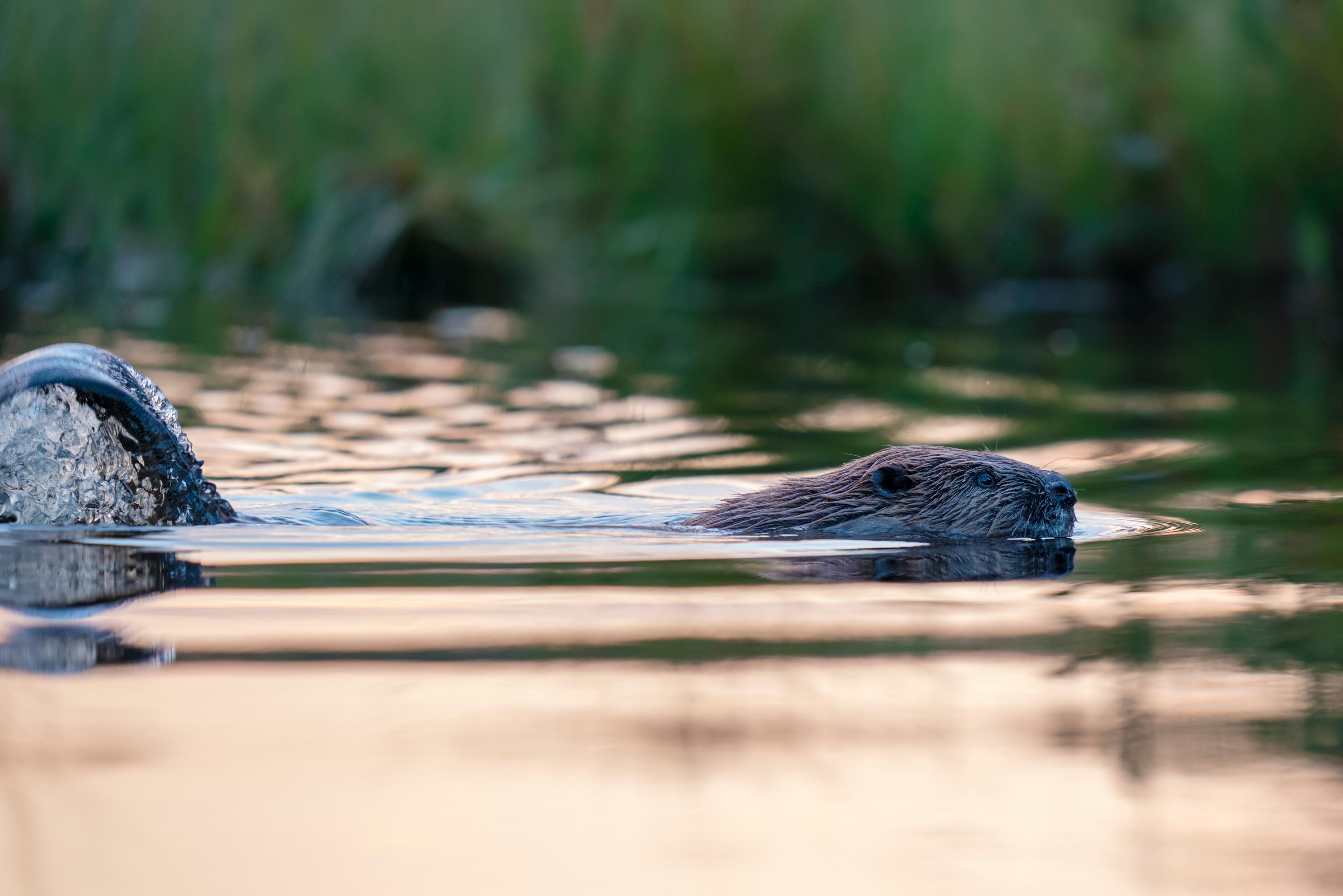 Biber schwimmt nahe an den Teilnehmern und schlägt gerade mit seinem Schwanz ins Wasser. Gesehen bei einer Biber-Safari in Schweden von Nordic Discovery.