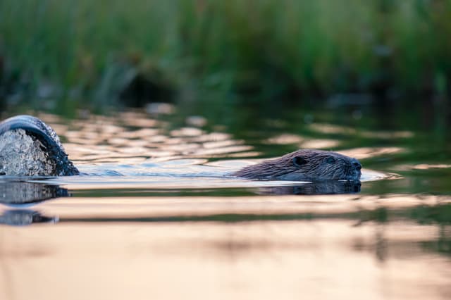 Castor nadando cerca de los participantes a punto de golpear su cola en el agua. Visto en un safari de castores en Suecia de Nordic Discovery.