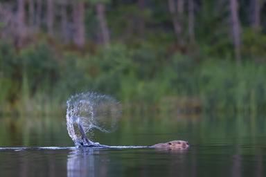 Castoro che colpisce la coda sulla superficie dell'acqua inviando goccioline nell'aria, fotografato durante il safari del castoro in Svezia di Nordic Discovery.