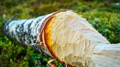 A tree has been gnawed by a beaver, displaying distinctive teeth marks on its trunk.