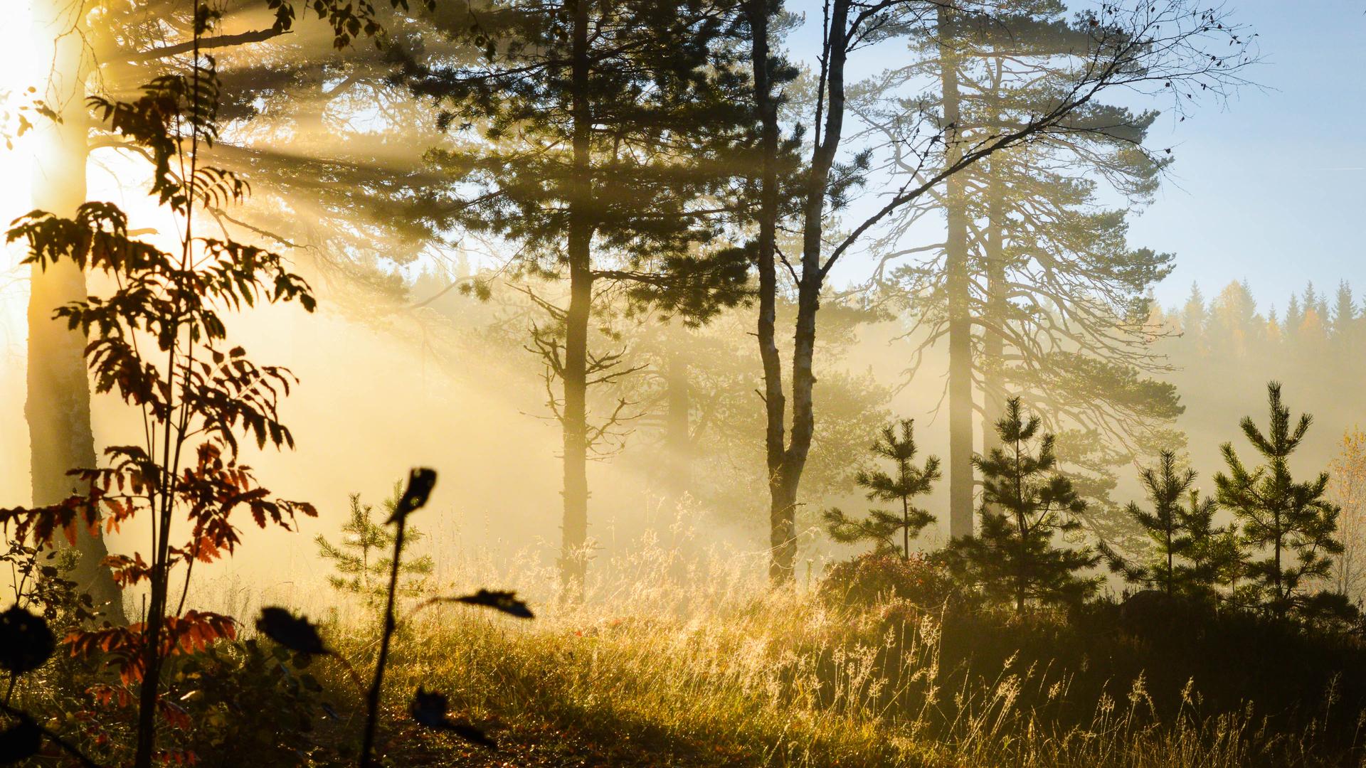 Sonnenlicht geht am Morgen in einem Wald durch die Bäume, wirft Lichtstrahlen und schafft eine neblige, goldene Atmosphäre. Das Gras und die Blätter sind beleuchtet und betonen ihre Details.