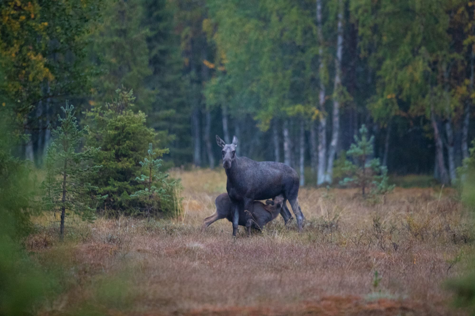 Una madre alce selvatica sta allattando il suo vitello nella Riserva Naturale di Malingsbo-Kloten durante un safari di alci con Nordic Discovery.