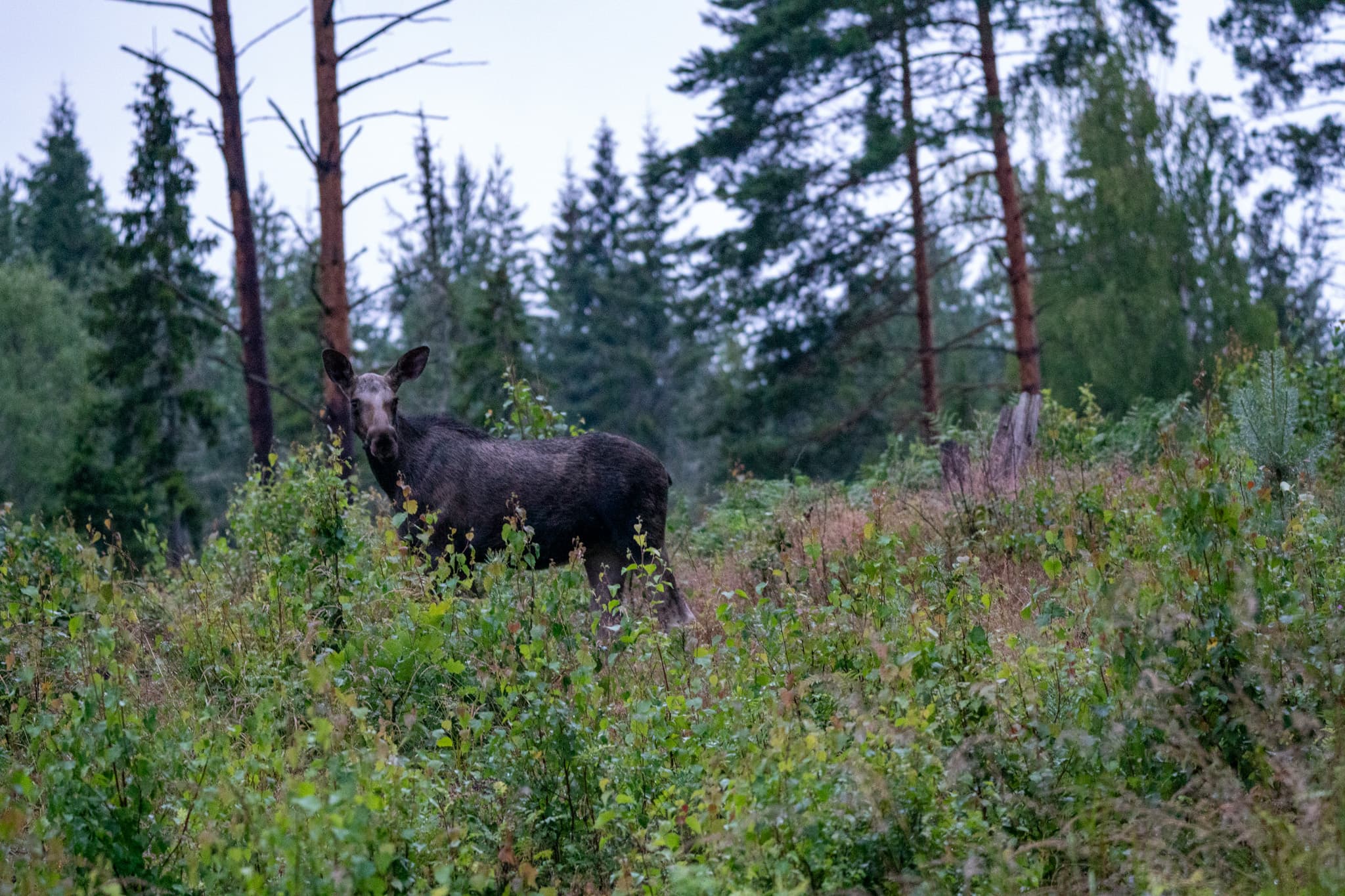 En nyfiken älgkalv i den svenska skogen.