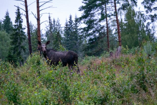 Ein neugieriges Elchkalb im schwedischen Wald.