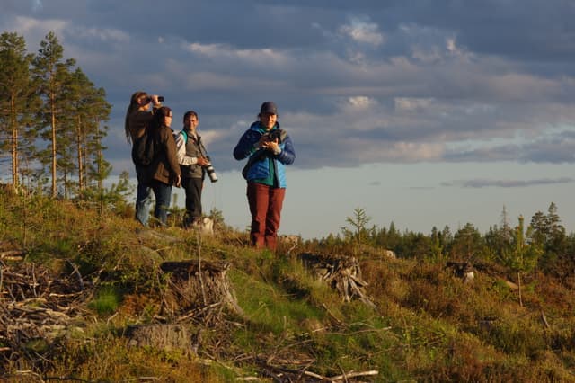 Eine Gruppe von Menschen beobachtet einen Elch im Wald während einer Elchsafari in Schweden.