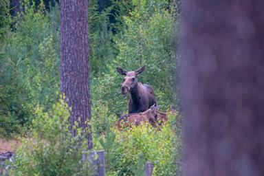 Due alci stanno in una foresta densa, parzialmente nascoste dagli alberi.