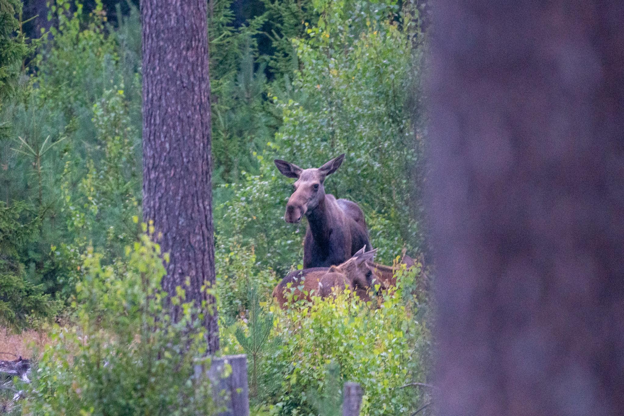 Två älgar står i en tät skog, delvis gömda av träden.