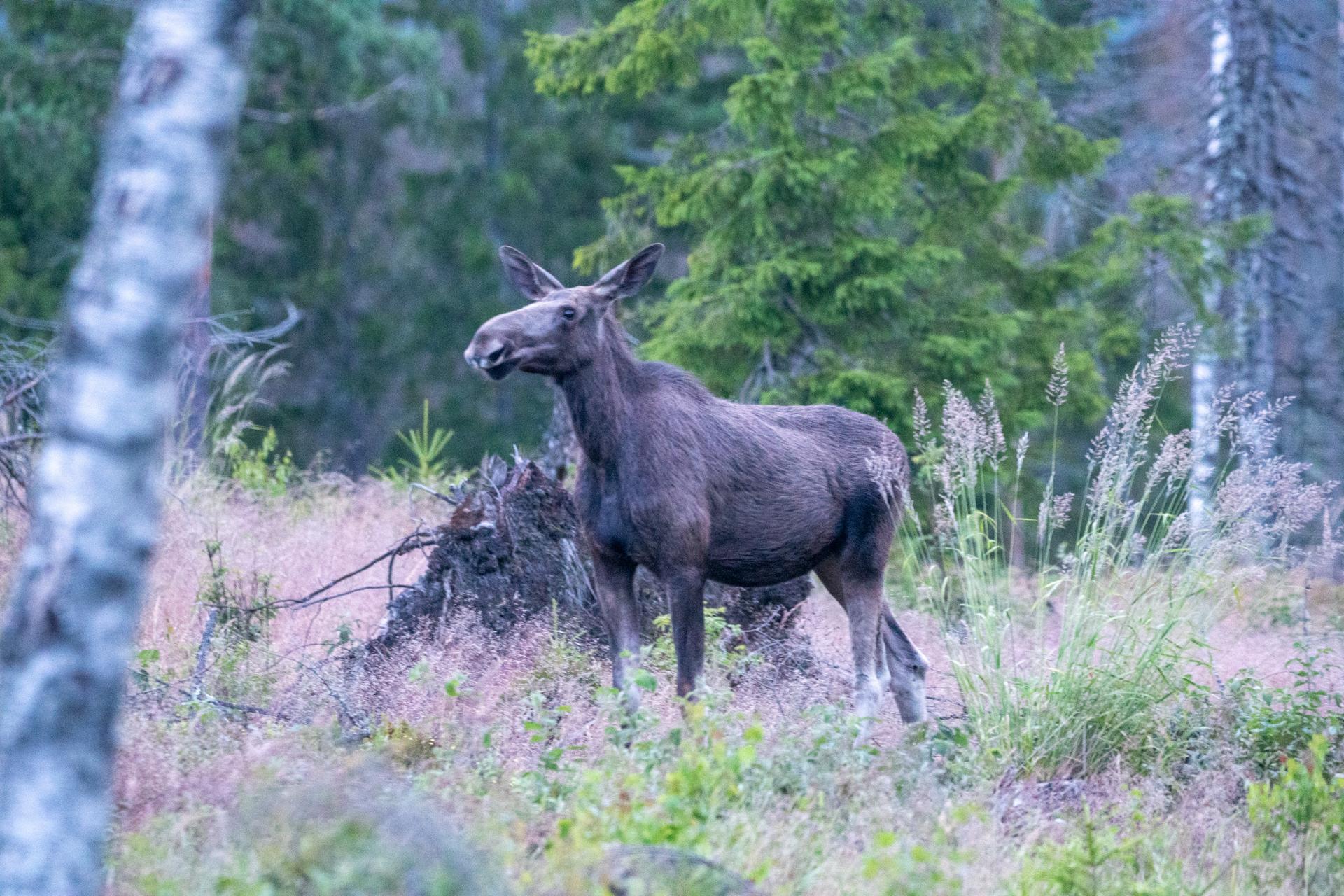 En älg står ensam på en glänta omgiven av träd och högt gräs.