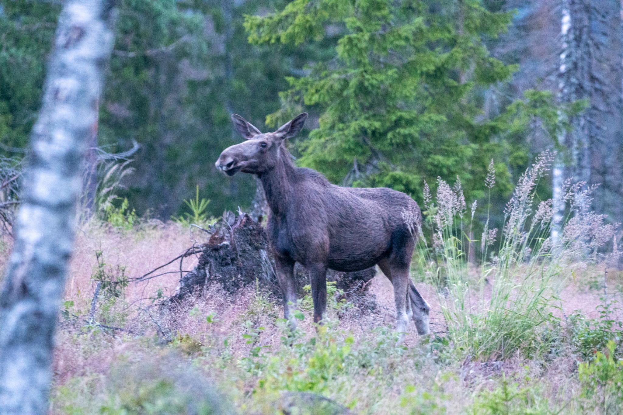 Een eland staat alleen in een open plek, omgeven door bomen en hoog gras.