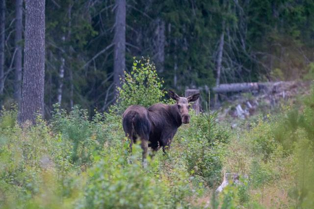 En älg står på en skogsglänta och tittar mot kameran.