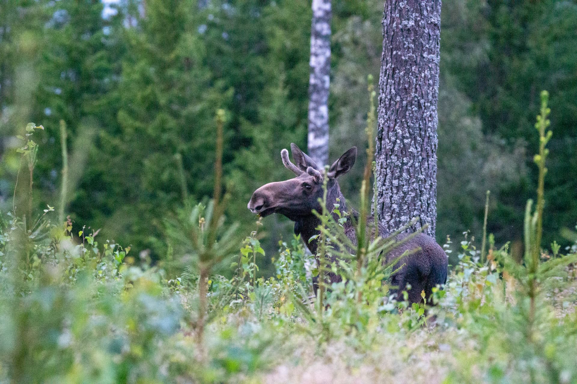 Ein Elch steht in einem dichten Wald und ist teilweise von den Bäumen verdeckt.