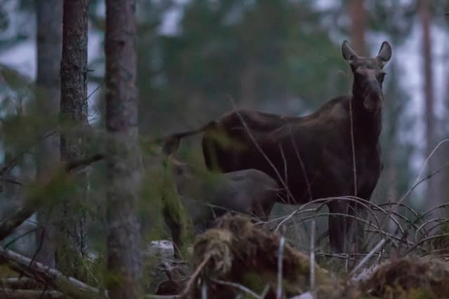 Un élan et son petit vous regardent lors d'un safari élan en Suède avec Nordic Discovery.