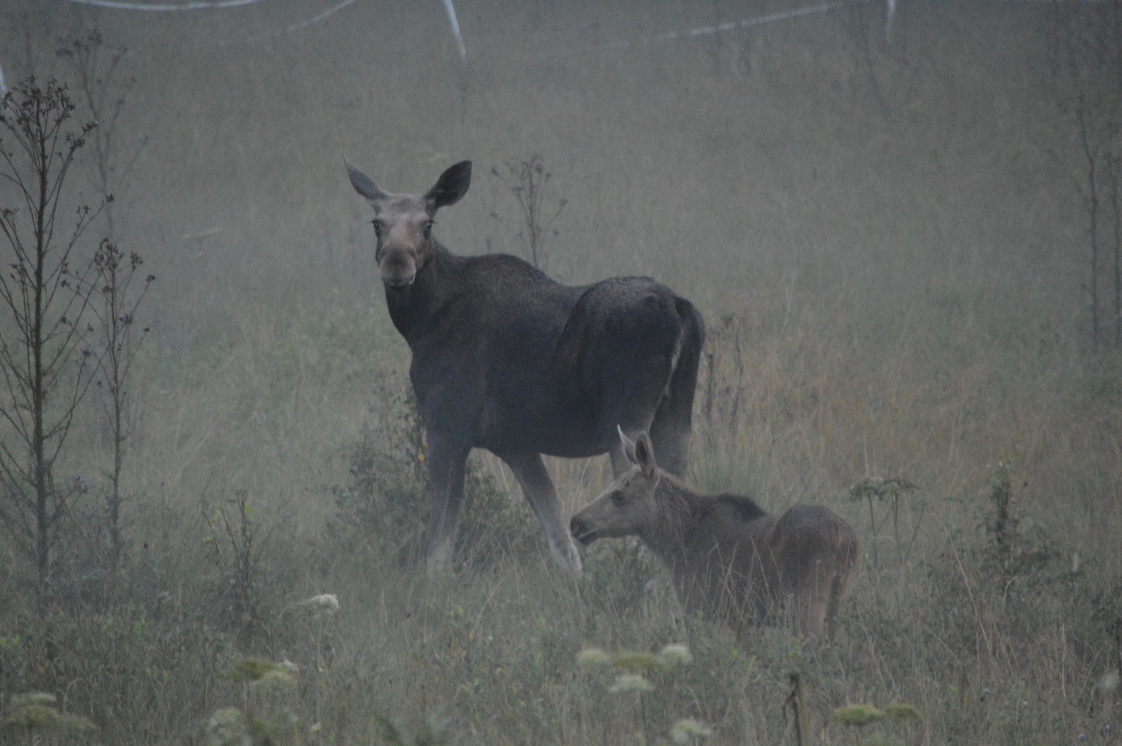 Alce y ternero al atardecer en un campo avistados durante un safari de alces en Suecia.