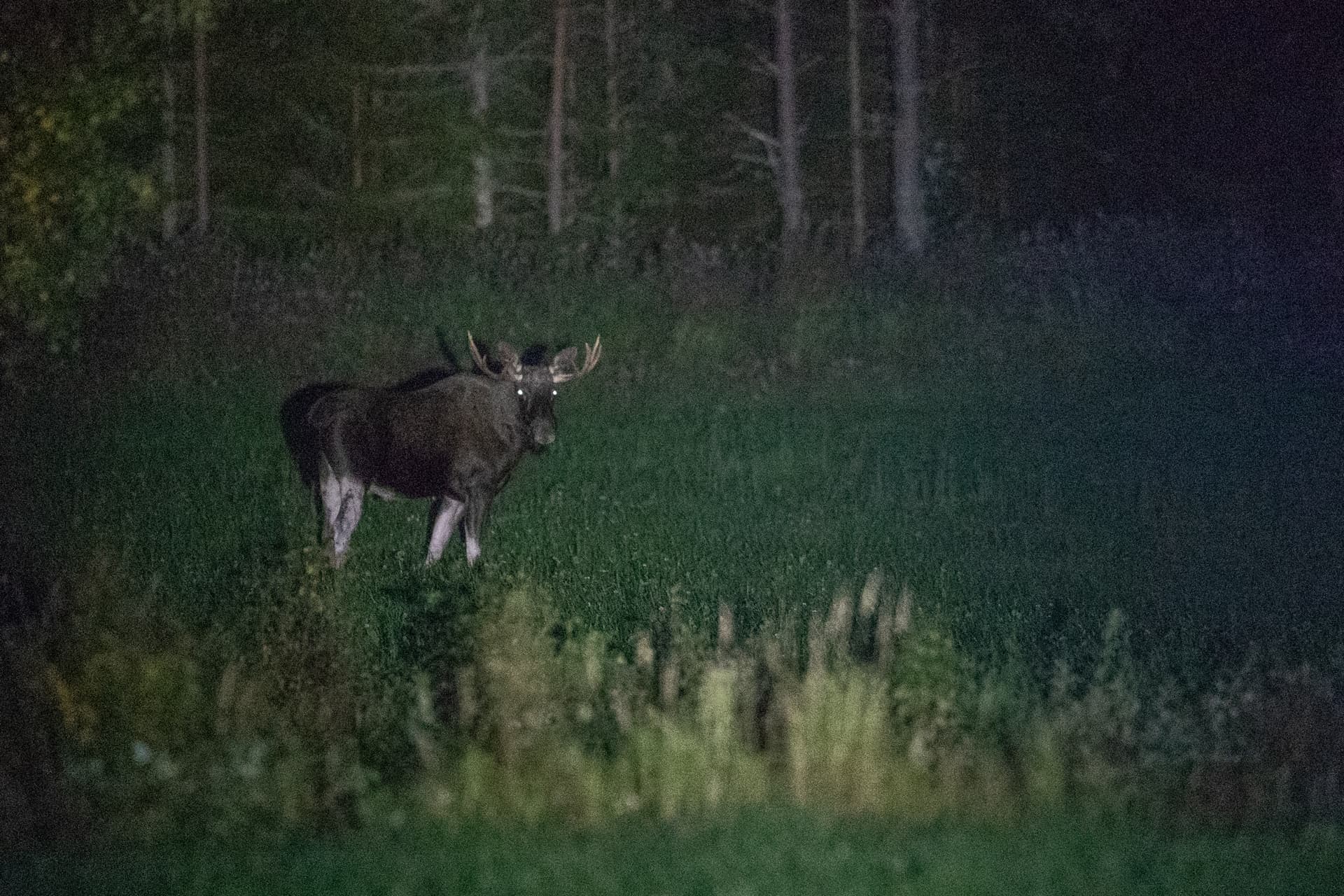 En majestätisk älgtjur på ett fält fångad i strålkastarljuset från safaribussen.