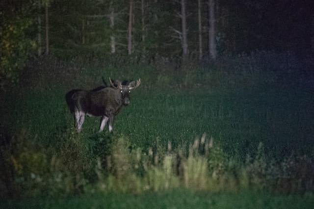 A majestic bull moose in a field caught in the headlights of the safari bus.