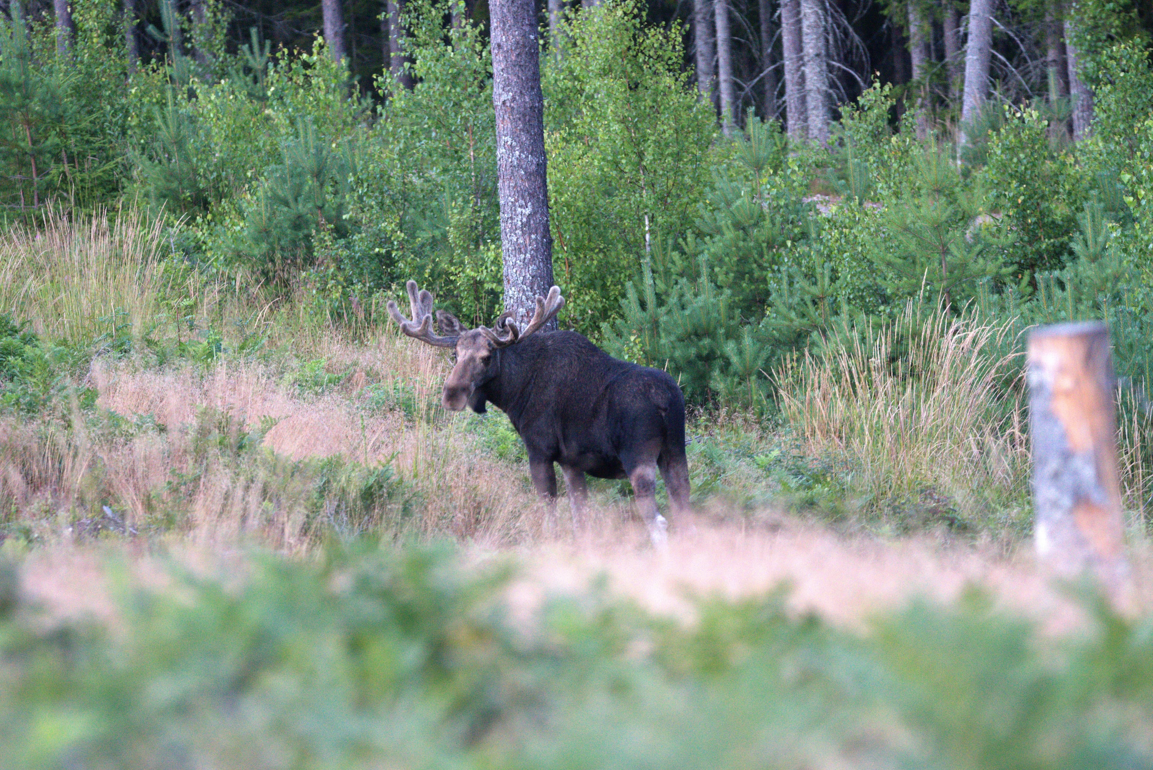 Een elandenstier loopt in het bos tijdens een elandsafari in Zweden met Nordic Discovery.