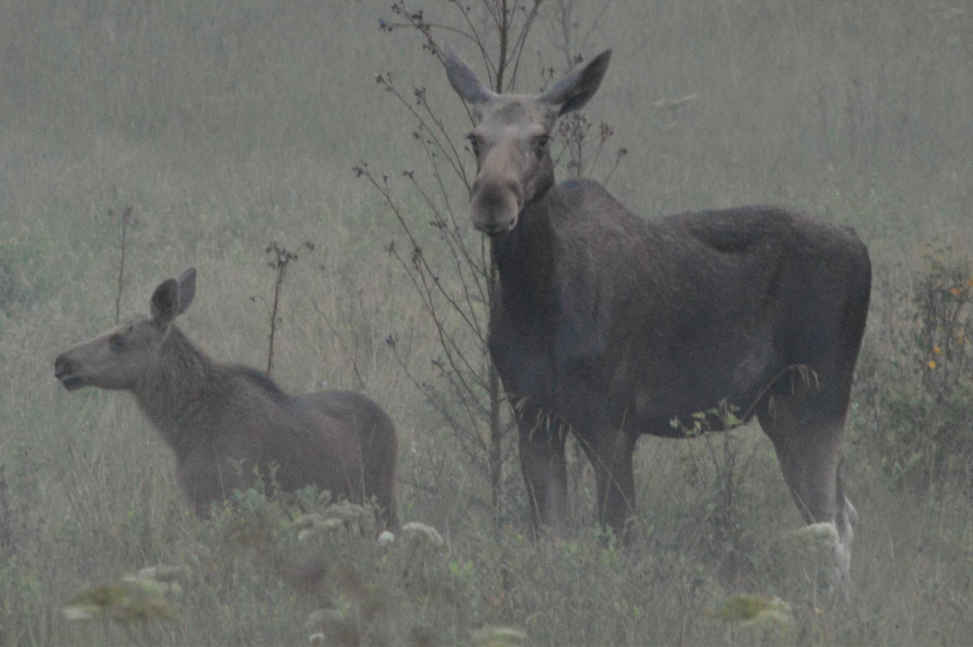 Een elandenkalf met zijn moeder op een veld gespot tijdens een elandsafari met Nordic Discovery.