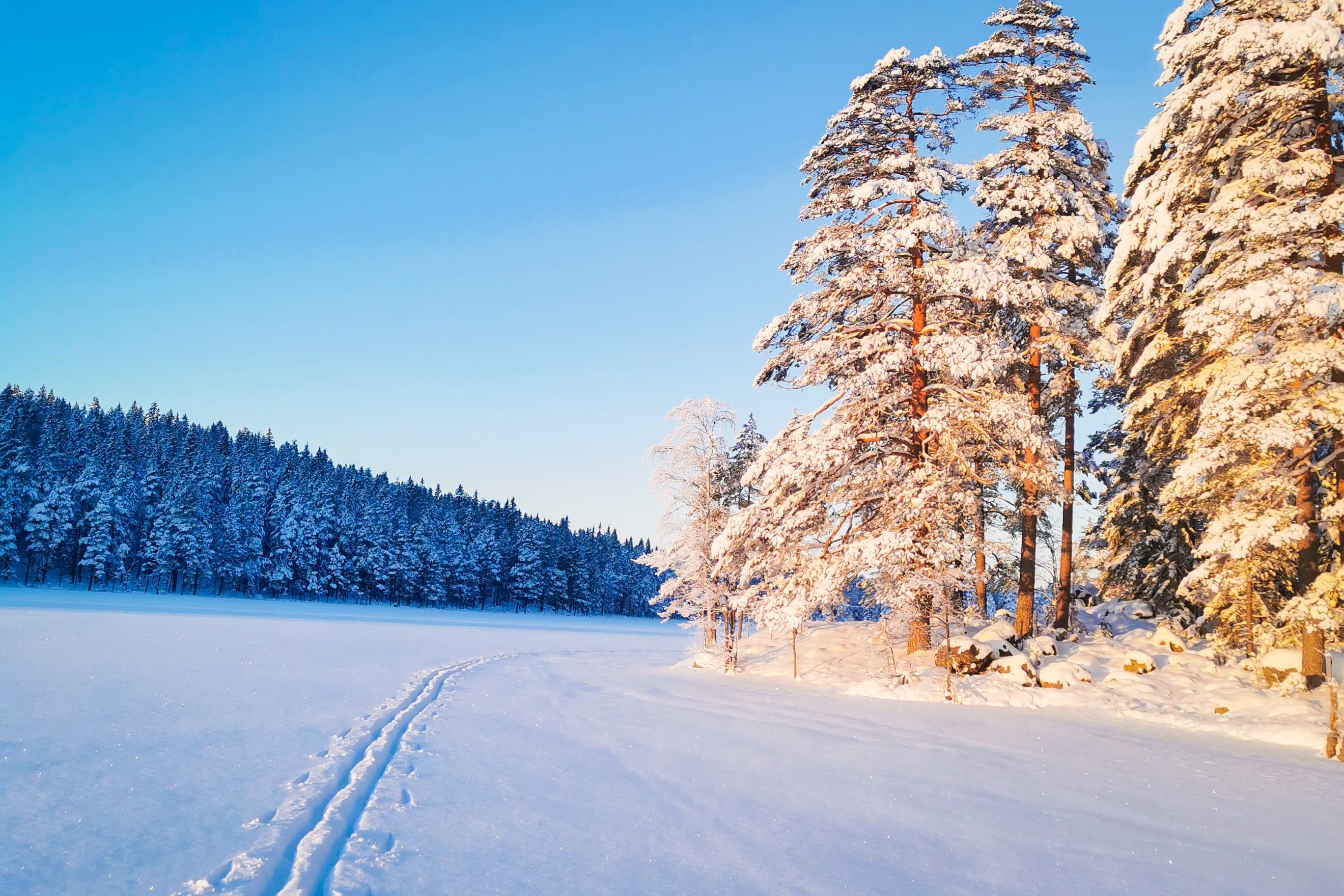 Eine frische Langlaufski-Spur verläuft über den zugefrorenen See, mit der Sonne auf den schneebedeckten Bäumen in der Winterlandschaft.