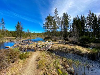 En liten flod rinner runt en ö med en bänk och bro, beläget bredvid vildmarkscampingen i Sverige.