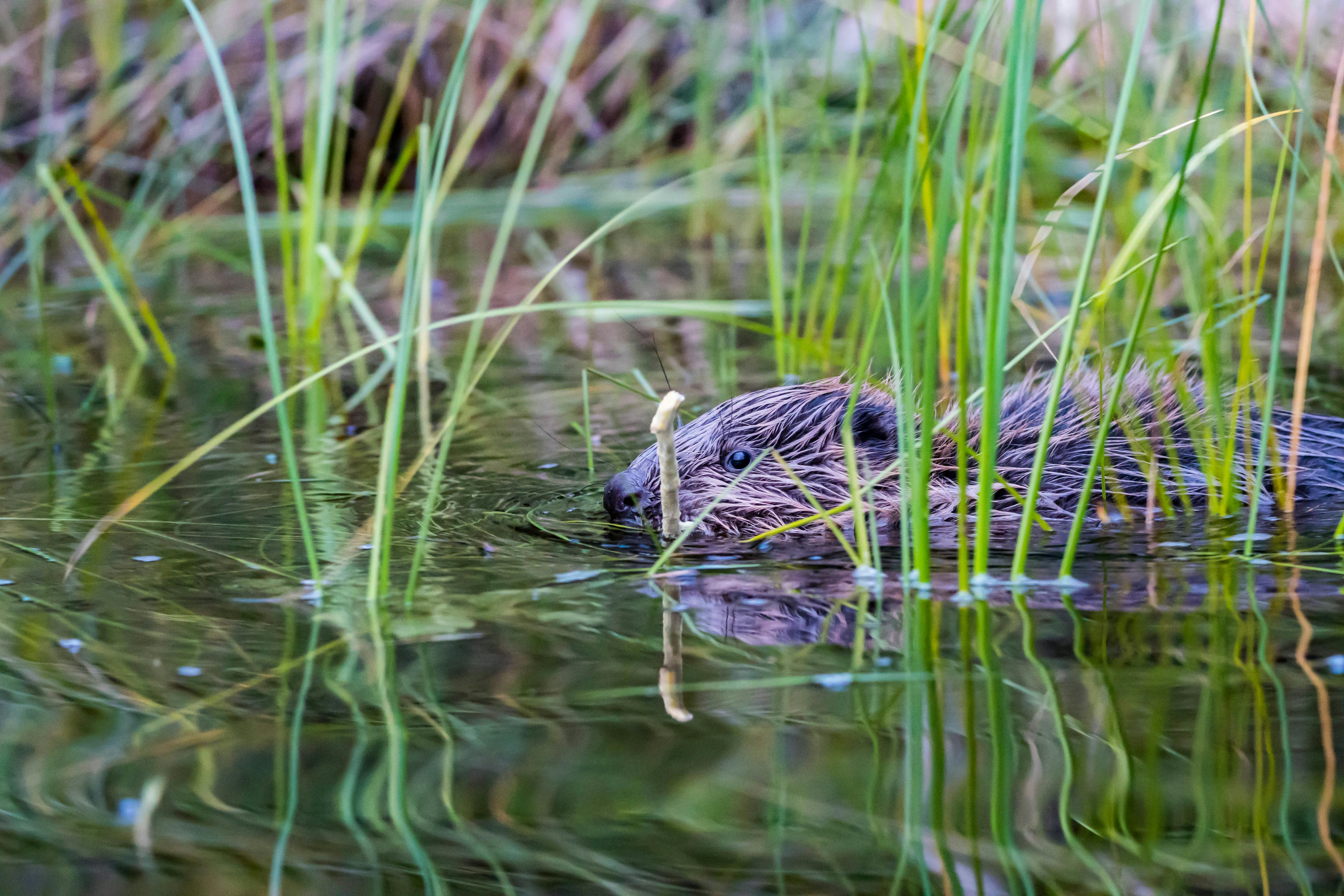 Een klein beverjong met een stok in zijn mond verstopt zich in het gras dat uit het water steekt. Gespot tijdens een beversafari met Nordic Discovery in Zweden.