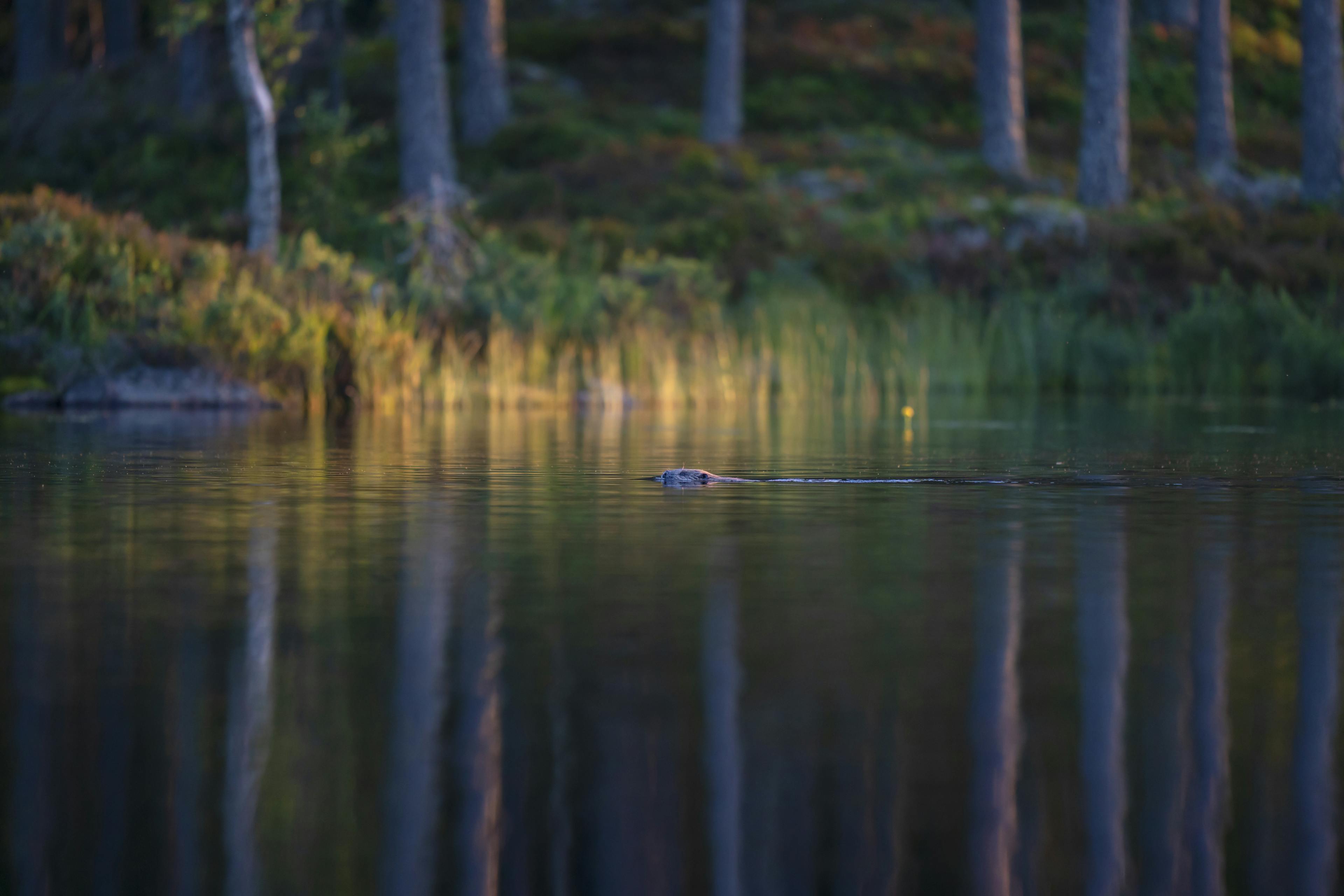 Castor nadando en la hora dorada durante un safari de castores en Suecia con Nordic Discovery. El castor se ve desde la distancia en un paisaje con agua espejo.