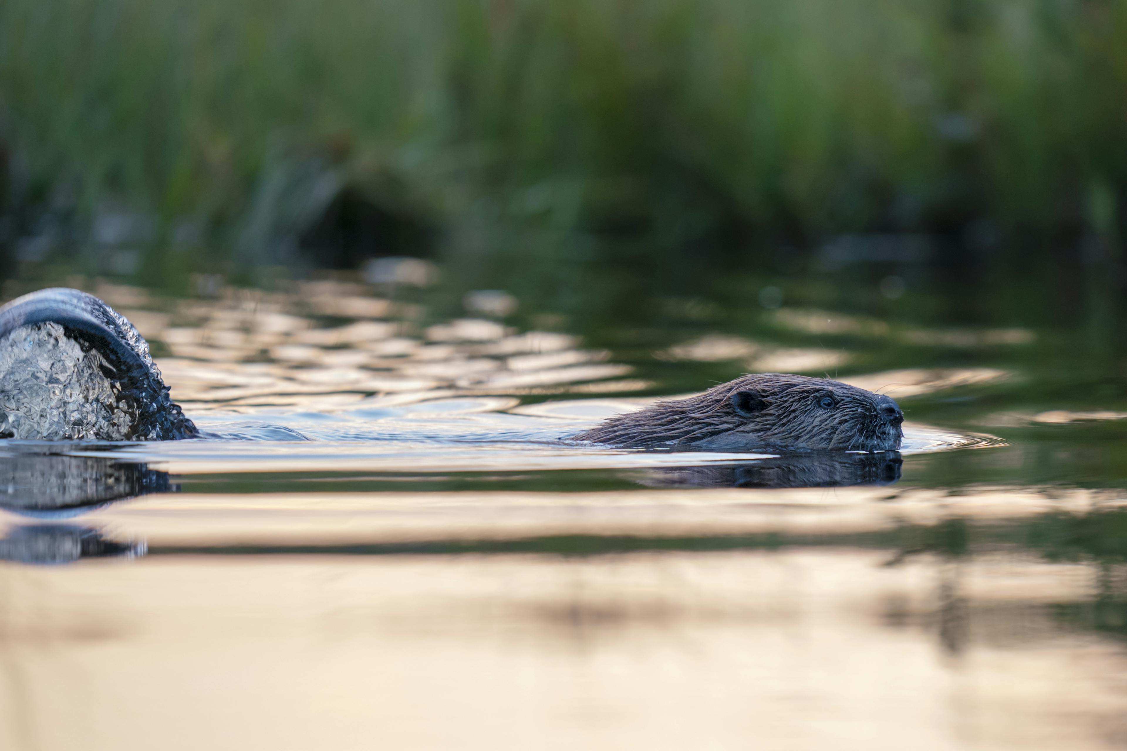 Beaver zwemt dicht bij de deelnemers en slaat zijn staart net in het water. Gezien tijdens een beversafari in Zweden door Nordic Discovery.