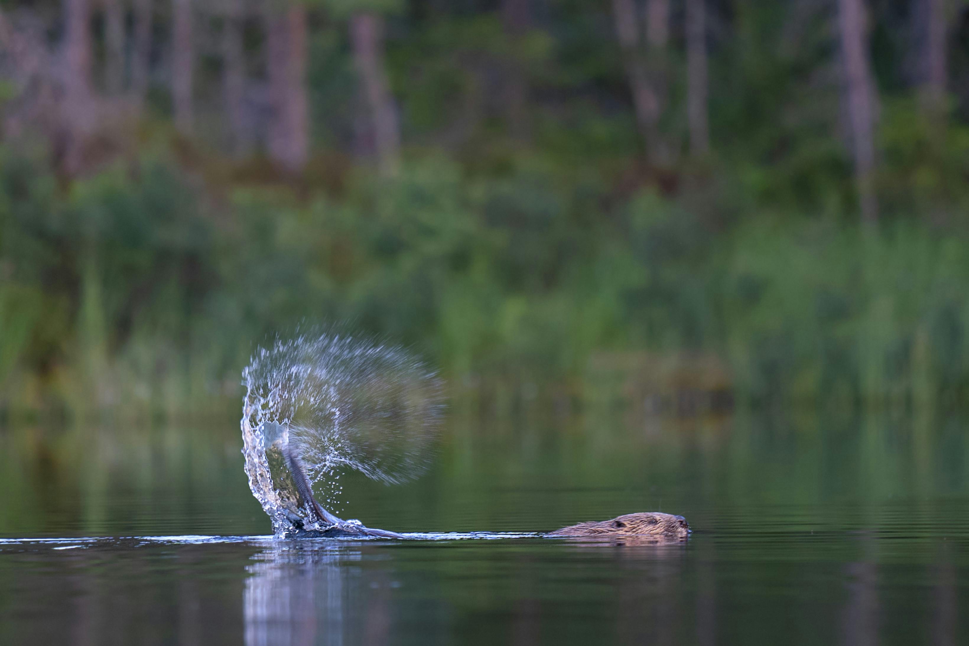 Castor golpeando su cola en la superficie del agua enviando gotas al aire, fotografiado durante el safari de castores en Suecia de Nordic Discovery.