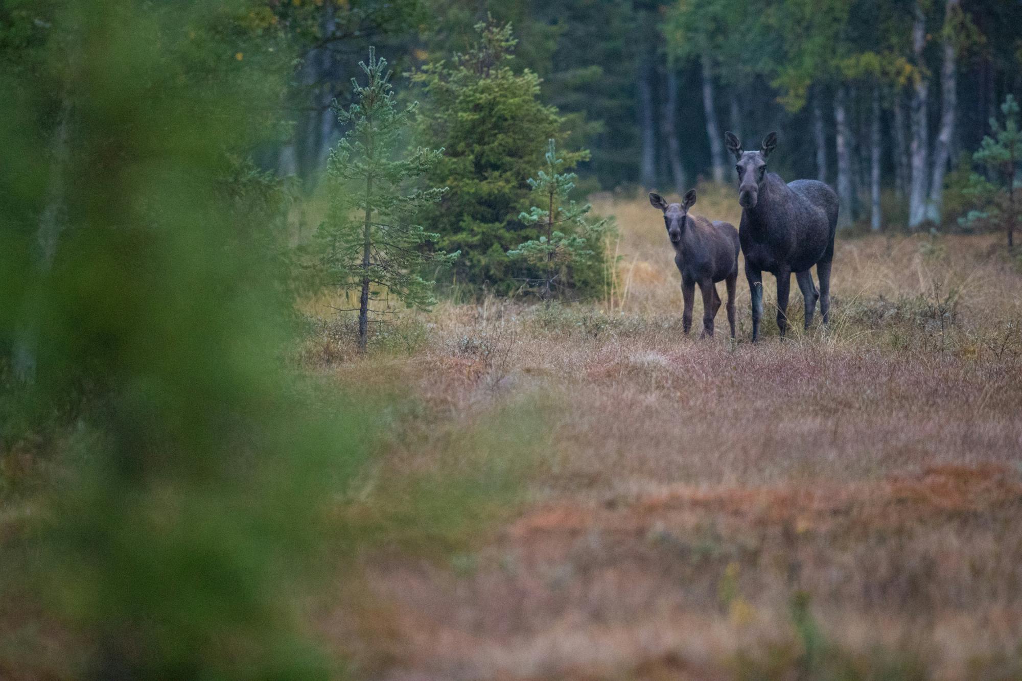 Älg och kalv på avstånd omgivna av skog, stirrar tillbaka på älg safari deltagarna.